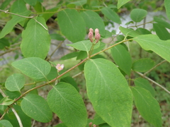Lonicera