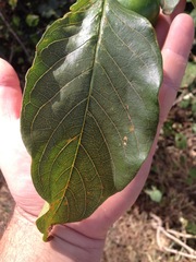 Vangueria
