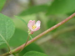 Lonicera
