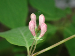 Lonicera