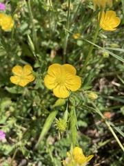 Ranunculus bulbosus