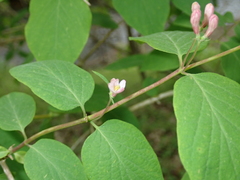 Lonicera