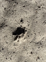 Herpestes pulverulentus