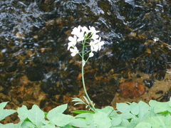 Cardamine pratensis