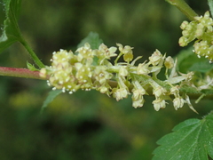 Ribes alpinum