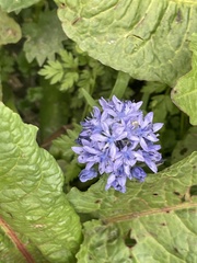Hyacinthoides italica