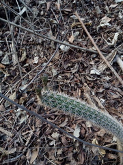 Acanthocereus oaxacensis