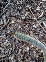 Acanthocereus oaxacensis