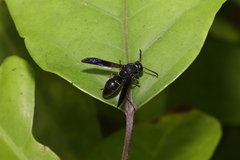 Anterhynchium flavomarginatum