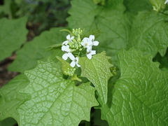Alliaria petiolata