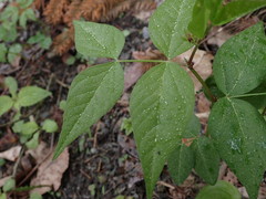 Vicia oroboides