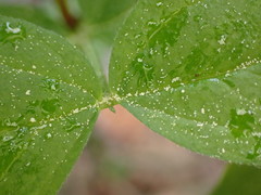 Vicia oroboides
