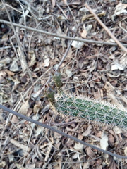 Acanthocereus oaxacensis
