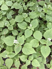 Circaea alpina pacifica