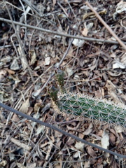 Acanthocereus oaxacensis