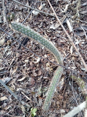 Acanthocereus oaxacensis