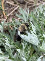 Andrena carlini