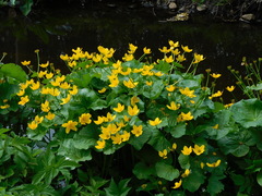 Caltha palustris
