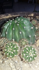 Echinopsis