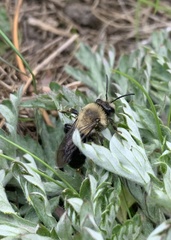 Andrena carlini
