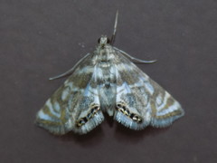 Neocataclysta magnificalis