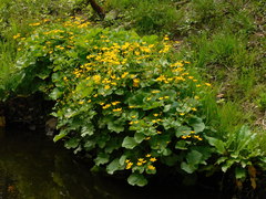 Caltha palustris