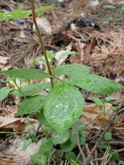 Vicia oroboides