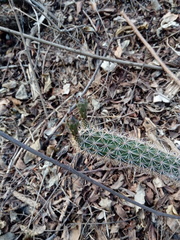 Acanthocereus oaxacensis