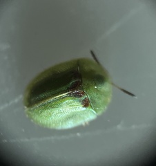 Cassida prasina
