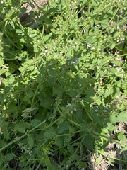 Stachys crenata