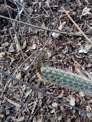 Acanthocereus oaxacensis