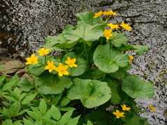Caltha palustris