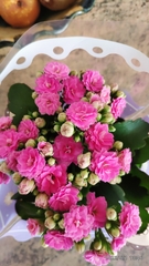 Kalanchoe blossfeldiana