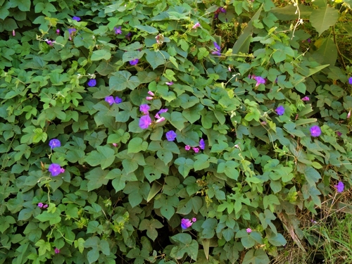Ipomoea indica