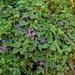 Ipomoea indica acuminata - Photo (c) i_c_riddell, some rights reserved (CC BY), uploaded by i_c_riddell