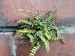 Asplenium trichomanes