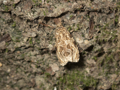 Phaecasiophora leechi