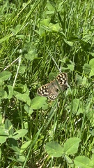Pararge aegeria