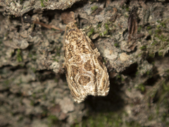 Phaecasiophora leechi