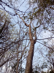 Cnidoscolus megacanthus