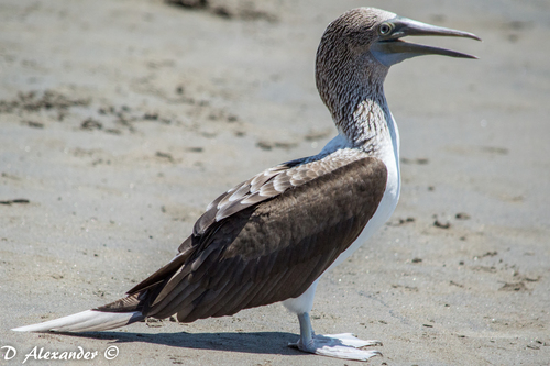 Slow Motion Blue Footed Booby Sula Nebouxii Marine Bird Native Stock Video  Footage by ©jens.otte.web.de #672713068