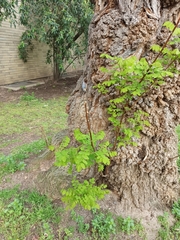 Sitta europaea