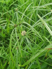 Cyperus aromaticus
