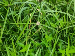 Cyperus aromaticus