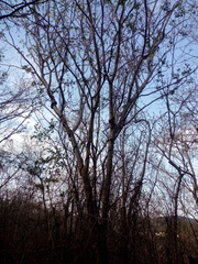 Cnidoscolus megacanthus