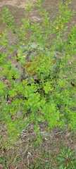 Phyllanthus caroliniensis