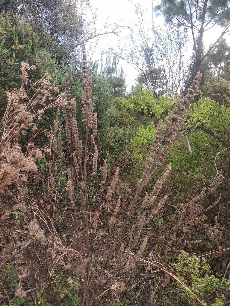 Flor de alucema desde Puebla, Pue., México el 29 de abril de 2022 a las