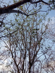 Cnidoscolus megacanthus