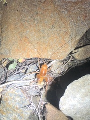 Ceuthophilus hesperus