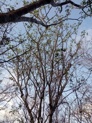 Cnidoscolus megacanthus